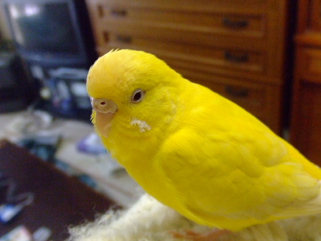 ӂ