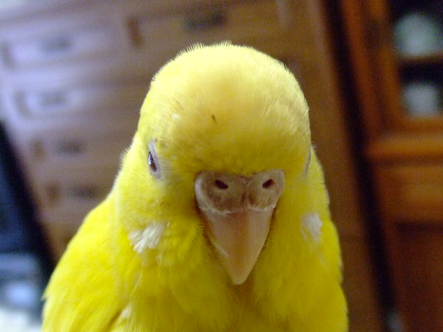 hAbv