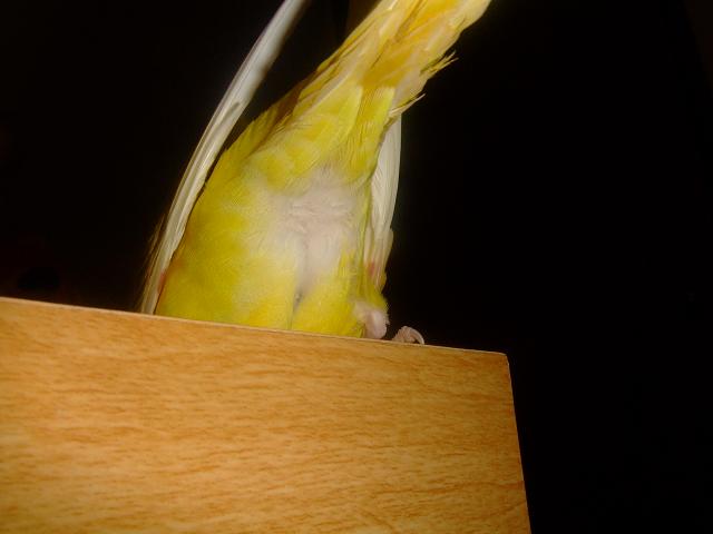 ӂӂ