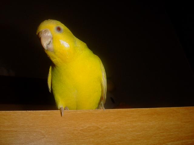 ӂӂ