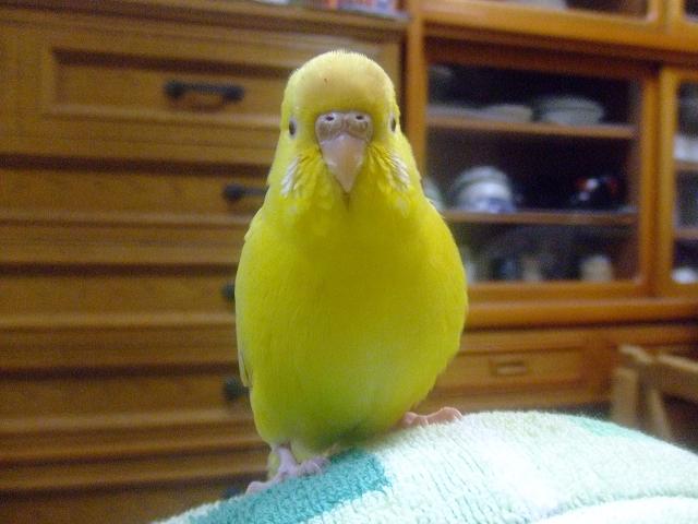 傱