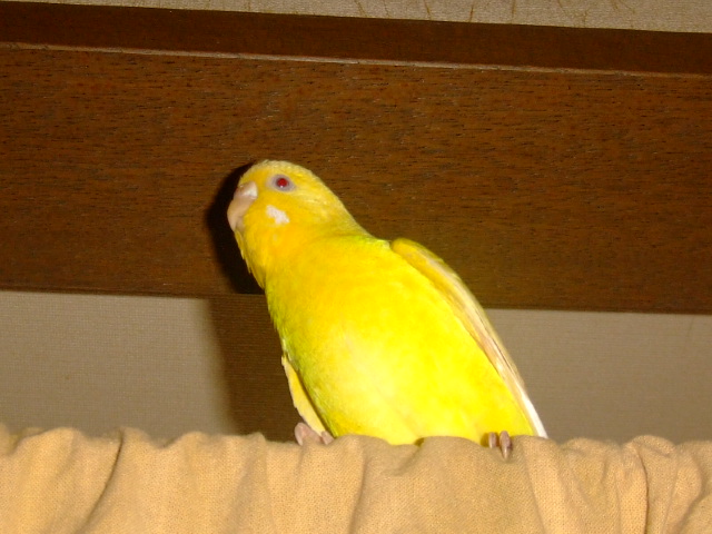 {N
