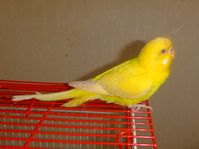 悱
