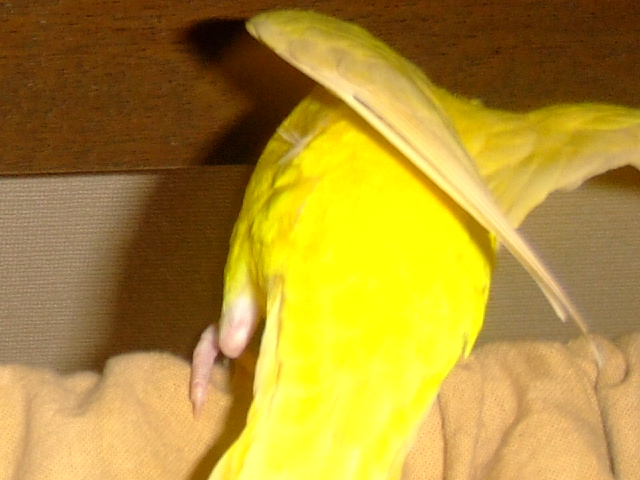 Ƃ