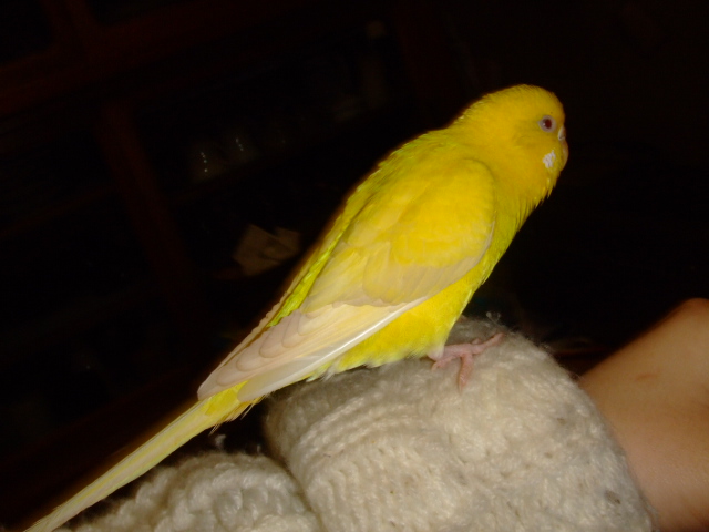 ӂ